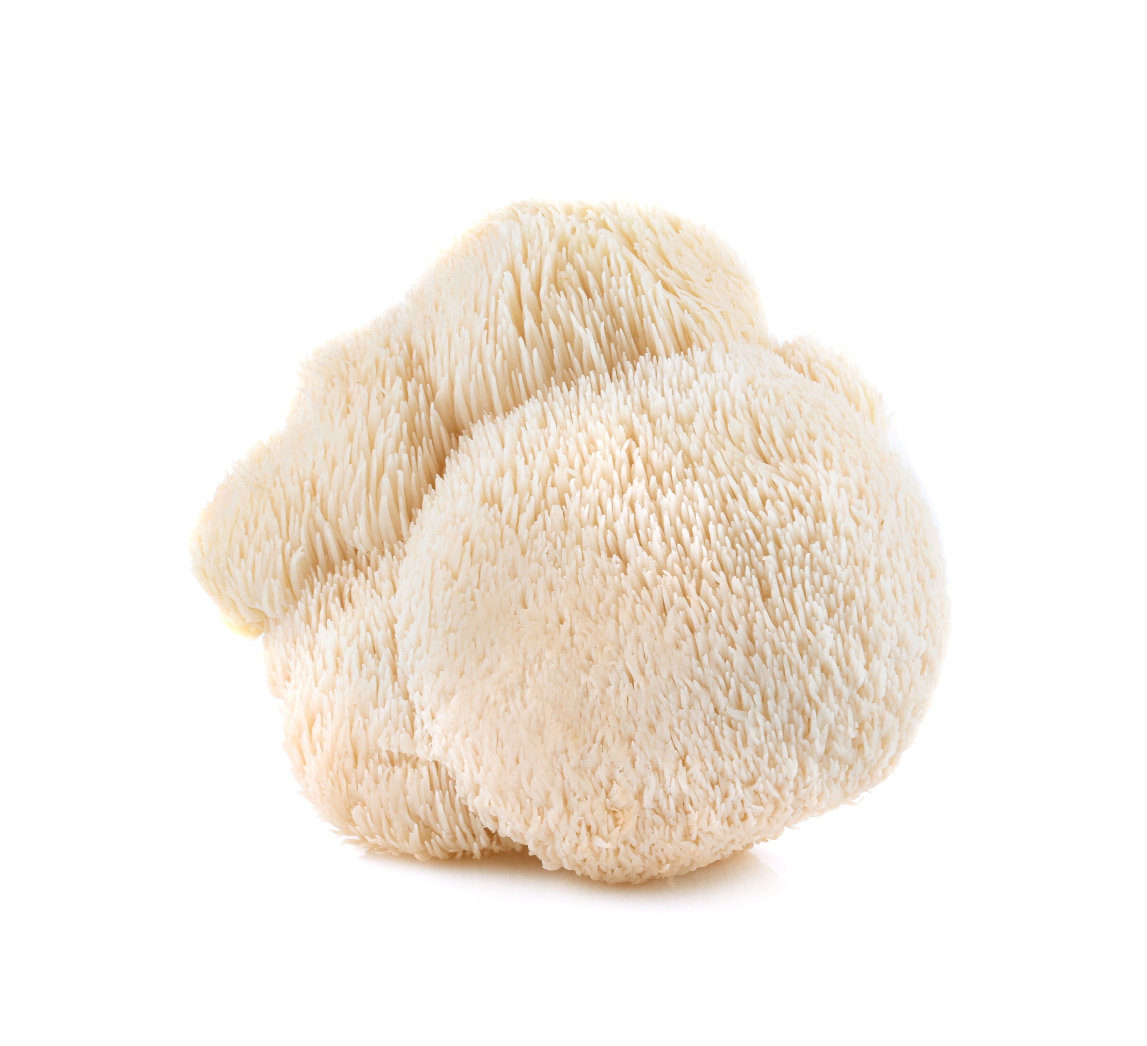Focus Flow Lion’s Mane